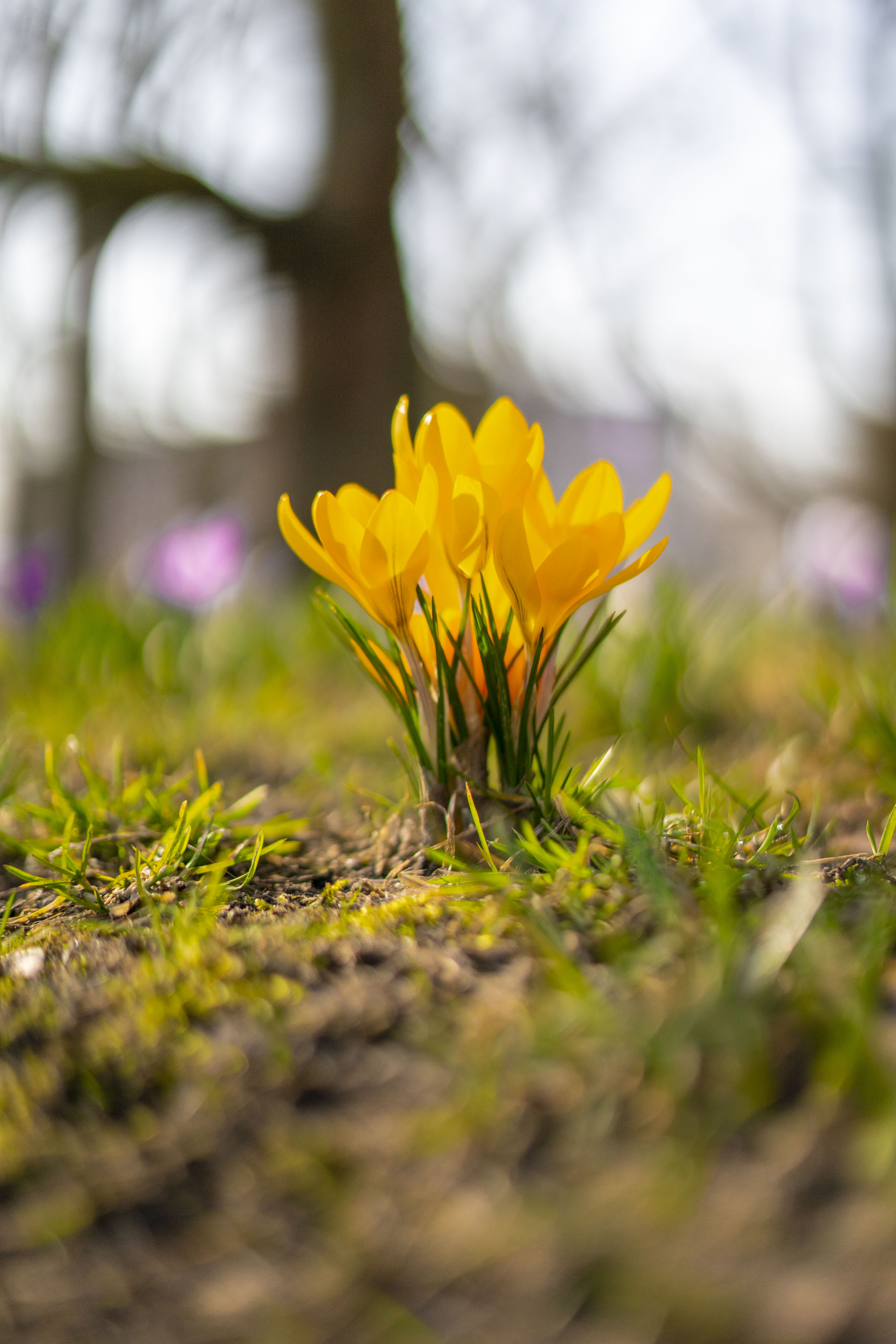 Krokusy - fot. Oskar Dyrdał (@paprycrush)