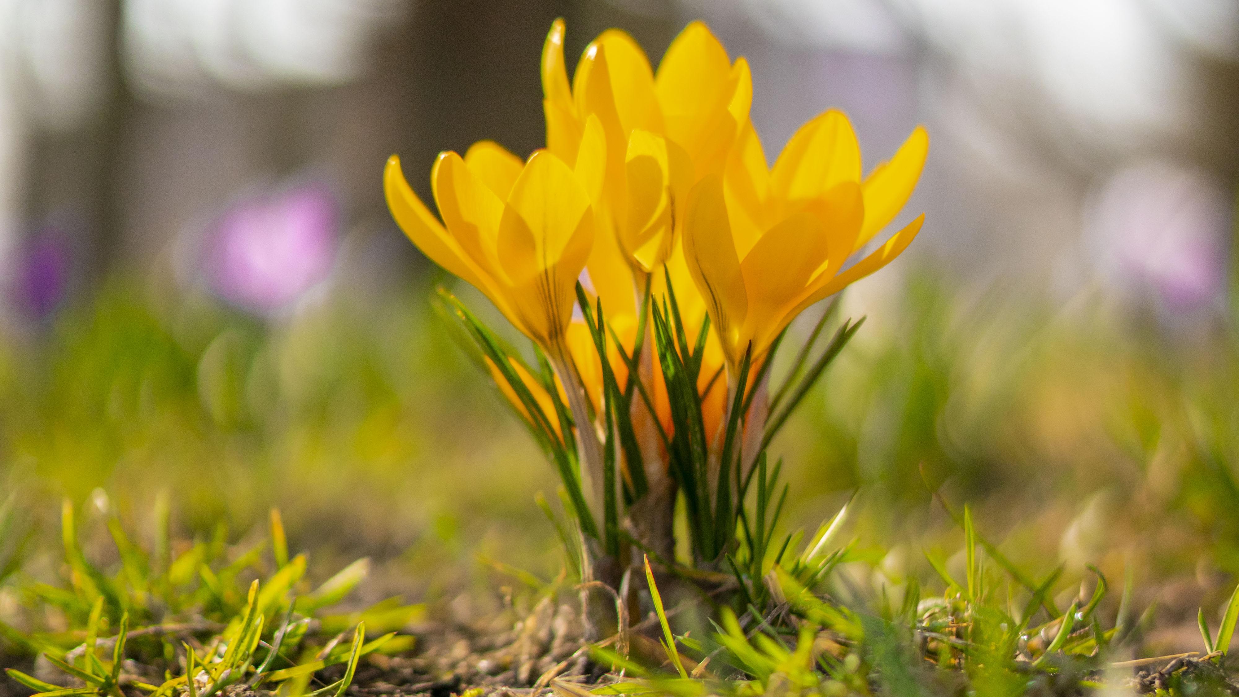 Krokusy - fot. Oskar Dyrdał (@paprycrush)